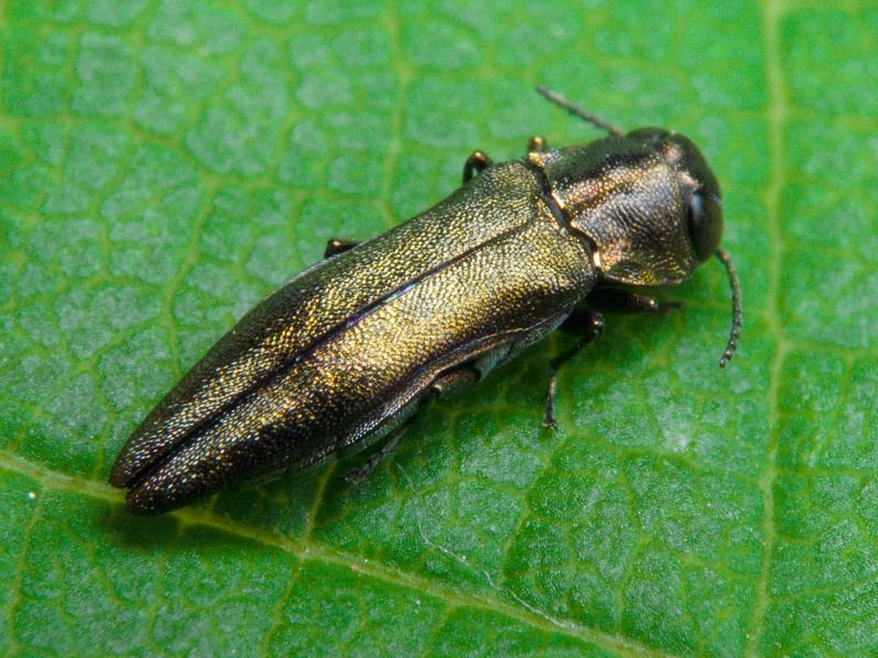 Agrilus derasofasciatus Boisduval & Lacordaire, 1835